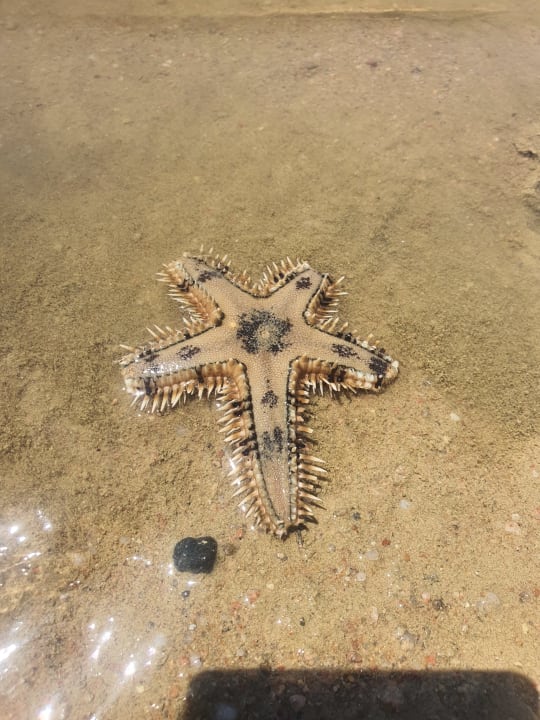 Sonstiges Desert Rose