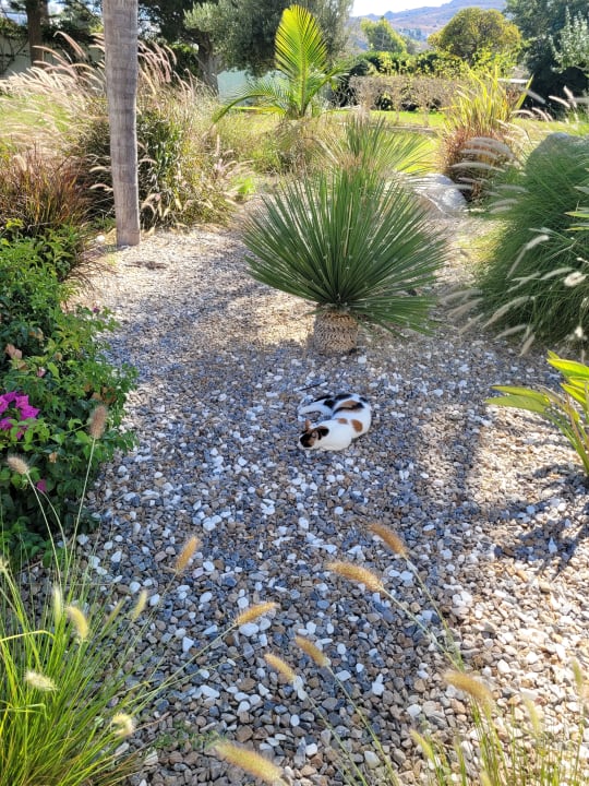 Gartenanlage TUI BLUE Oceanis Beach and Spa Resort