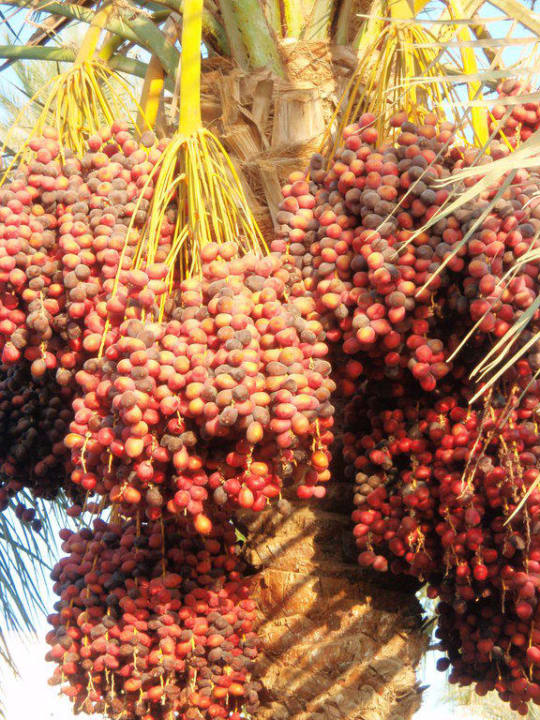Dattelbaum Renaissance Sharm El Sheikh Golden View Beach Resort