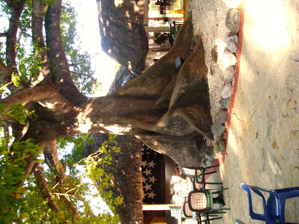 Beeindruckender Baum auf der Anlage BelleVue Dominican Bay