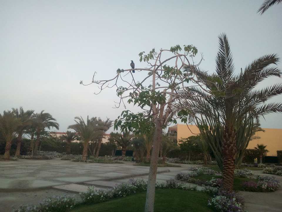 Gartenanlage Desert Rose