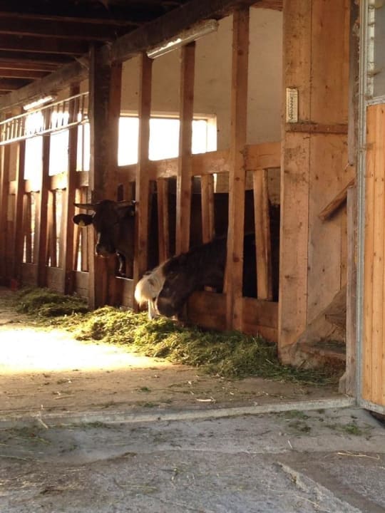 Carlos & Valerie (Ponys) Bauernhof Bruderhof