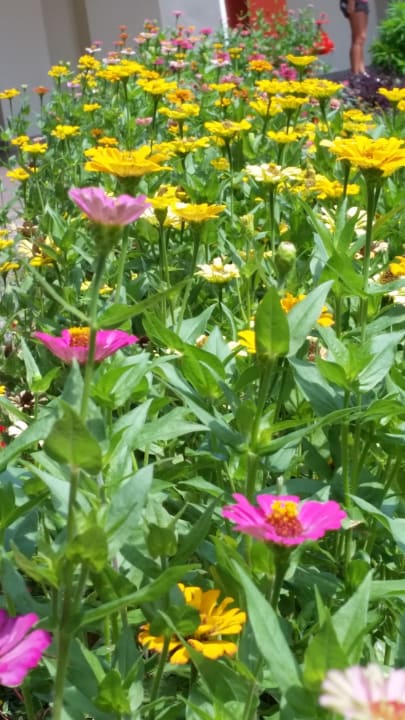 Gartenanlage Berjaya Beau Vallon Bay Resort & Casino