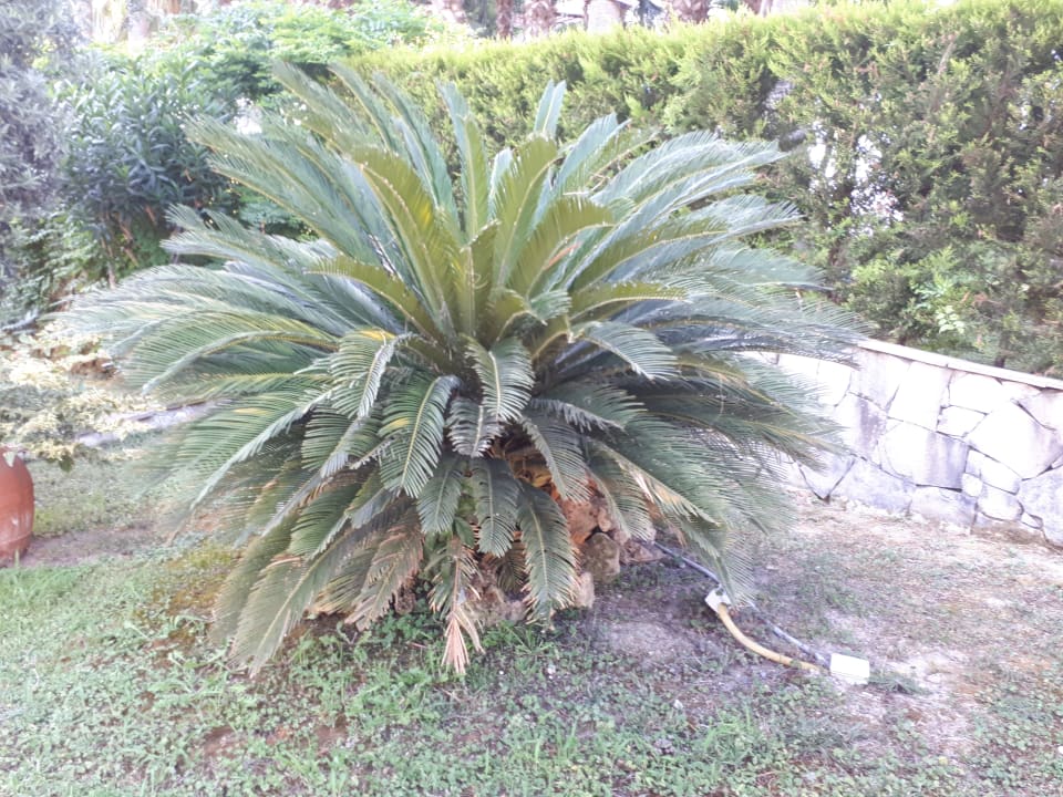 Gartenanlage Miramare Queen Hotel