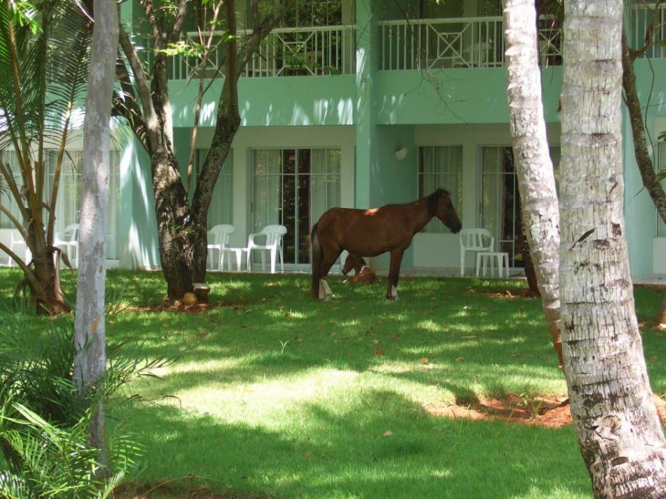 Tierische Besucher Wyndham Alltra Samana