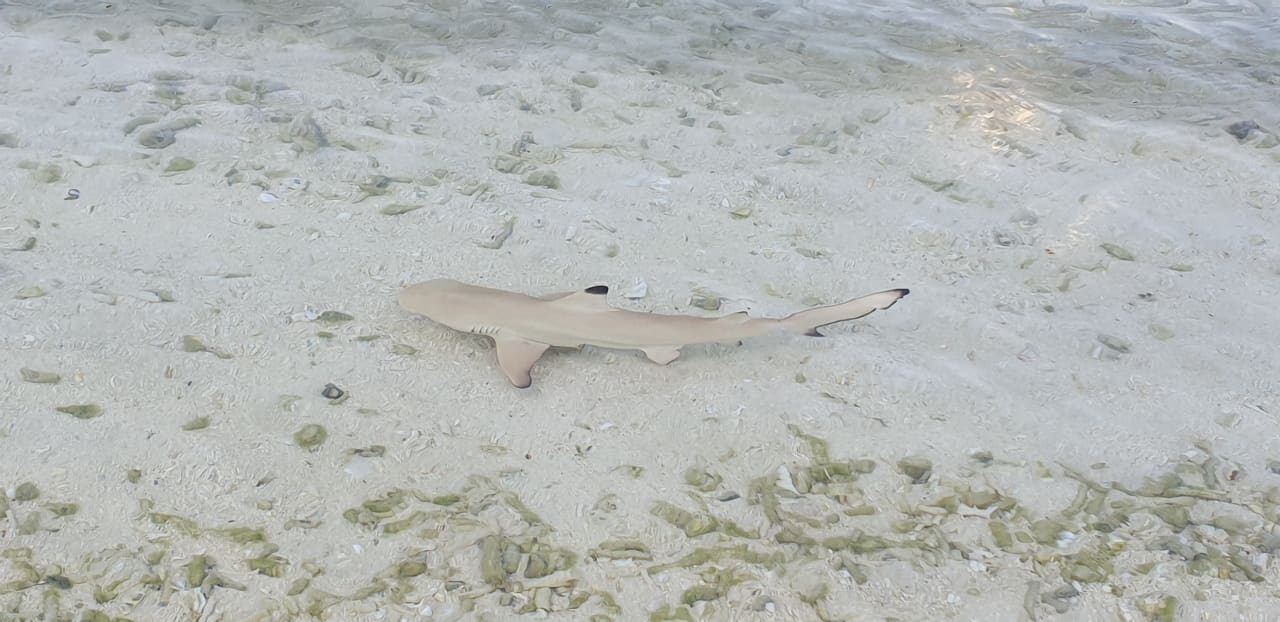 Sport & Freizeit OZEN LIFE MAADHOO