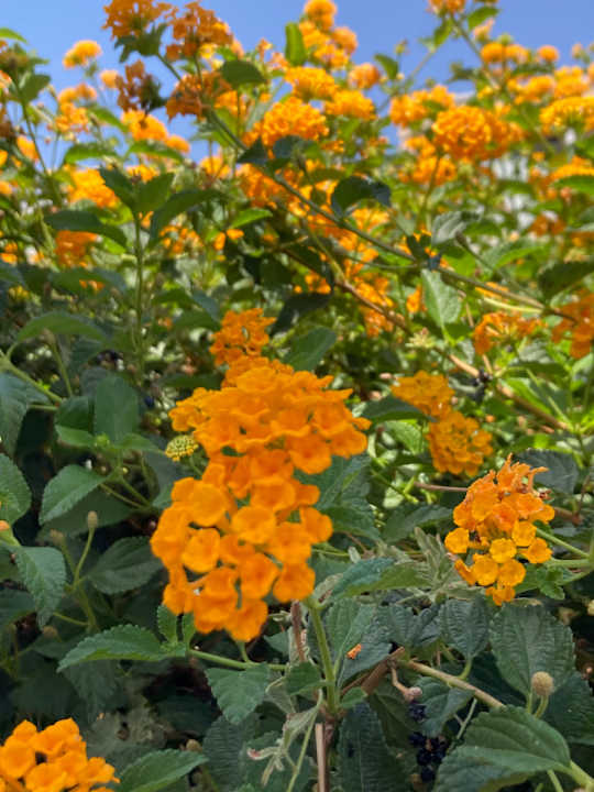 Außenansicht Lindos Imperial Resort & Spa