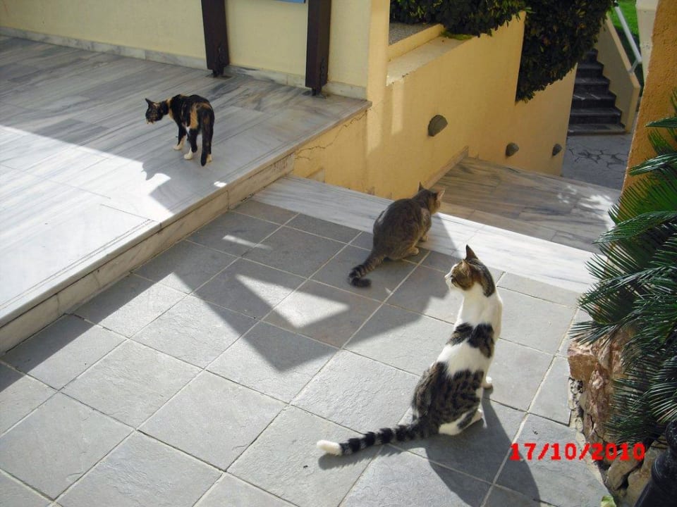 Die Katzen! Atlantica Mikri Poli Rhodes
