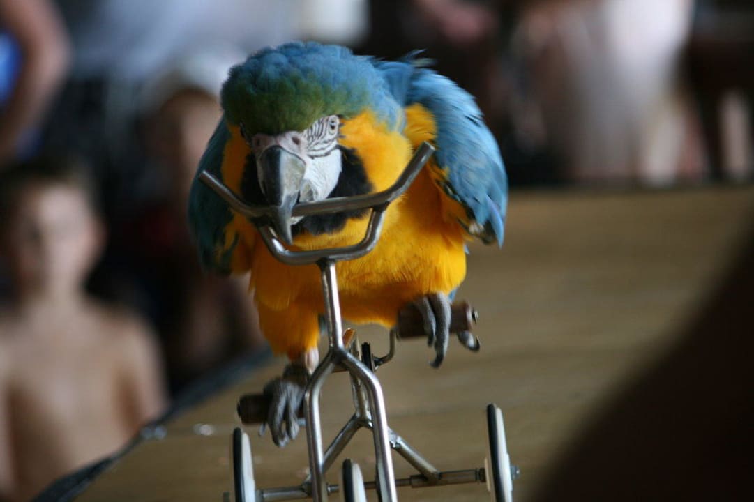 Papageienschow Voyage Belek Golf & Spa