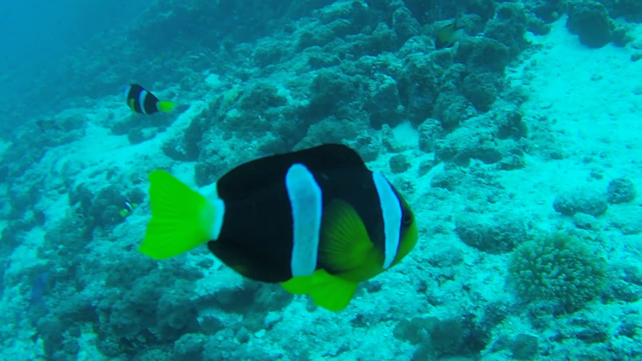 Sport & Freizeit Safari Island Maldives