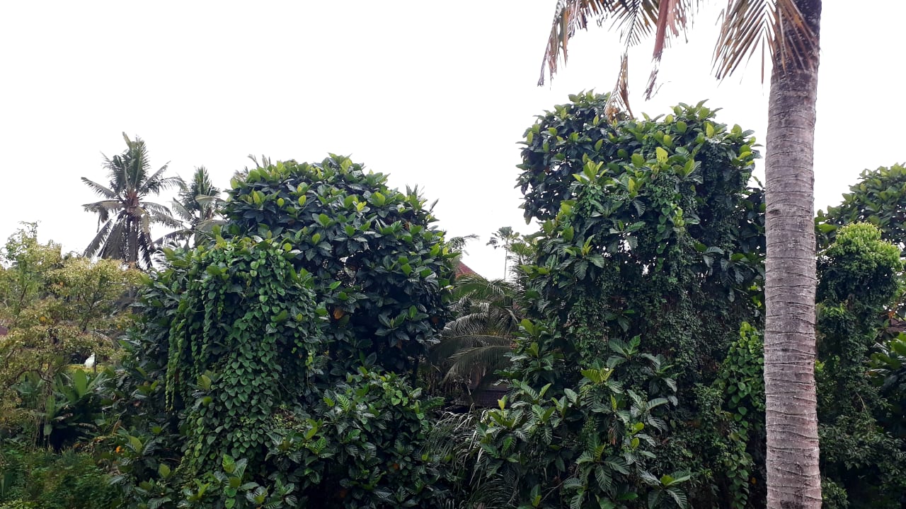 Ausblick Best Western Premier Agung Resort Ubud