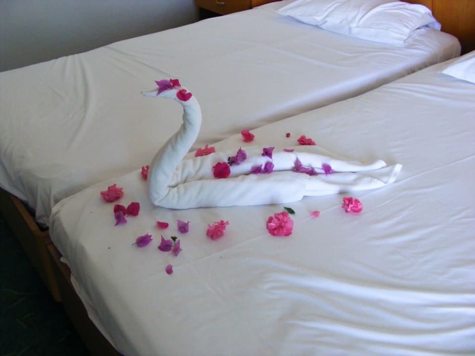 Heute war es ein einzelner Schwan El Mouradi Hammamet