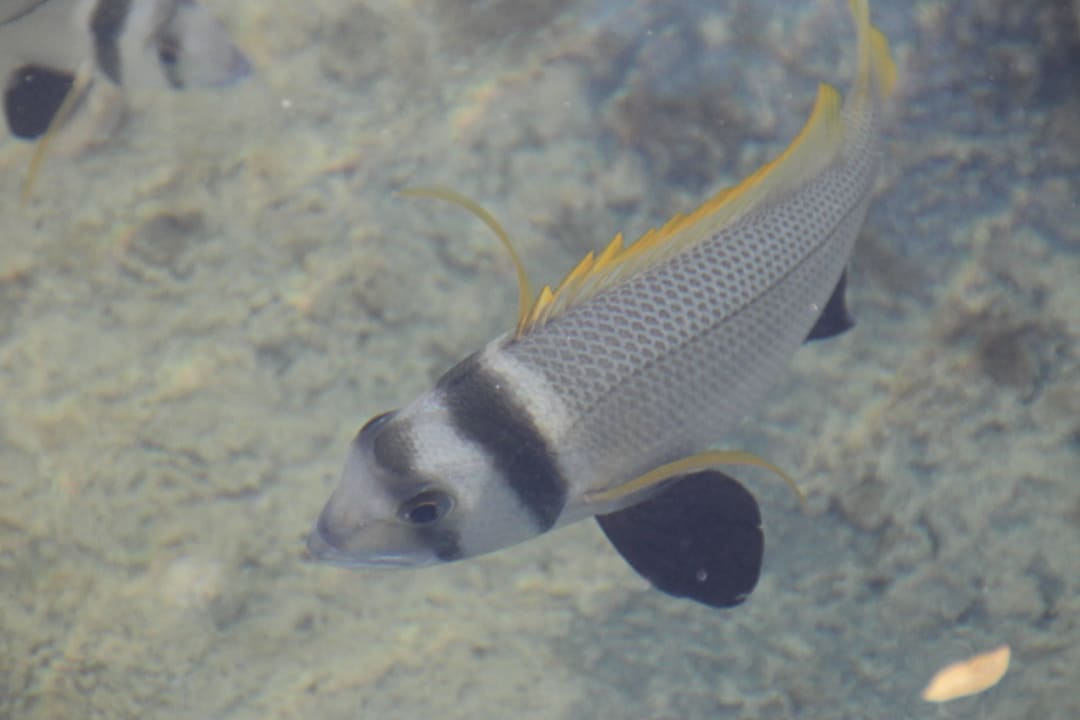 Fisch im künstllichen Wasserlauf Three Corners Rihana Resort Deluxe