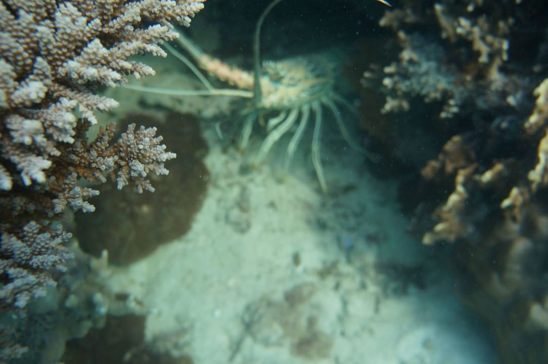 Unter Wasser Hotel Chumbe Island Lodge