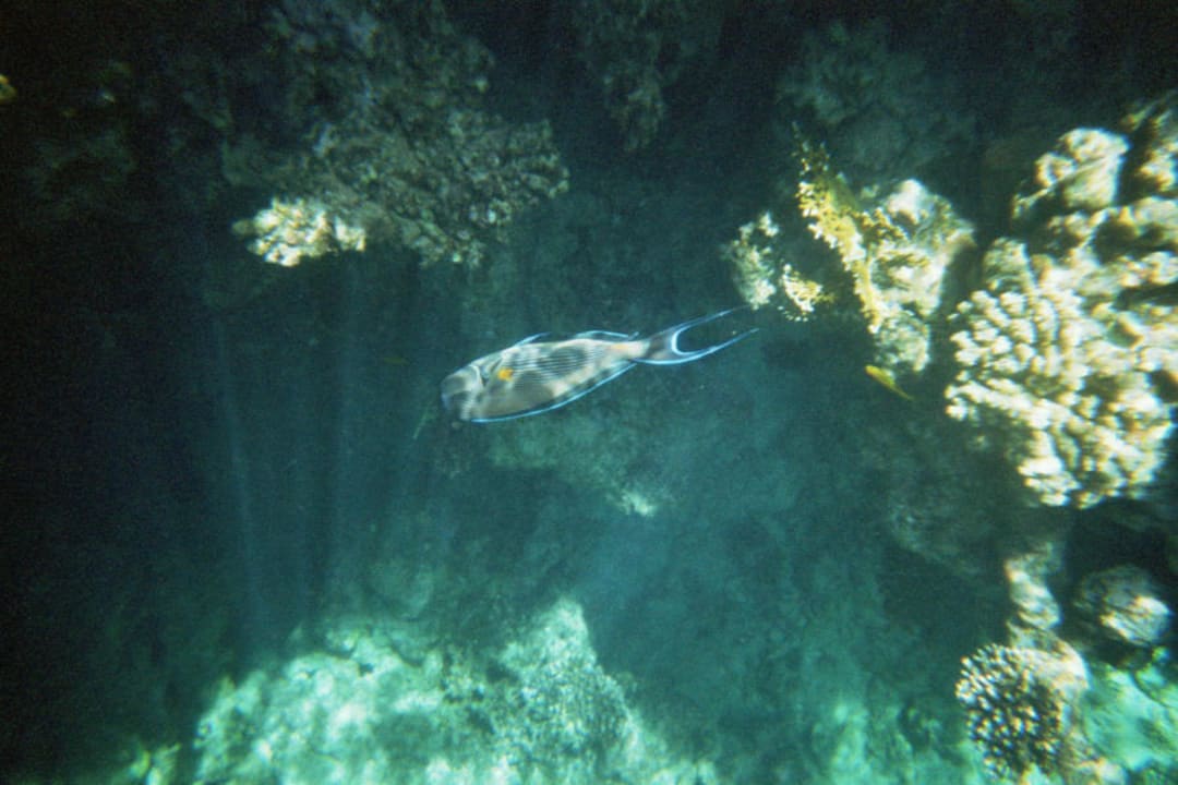 Fische Concorde El Salam Hotel Sharm el Sheikh by Royal Tulip