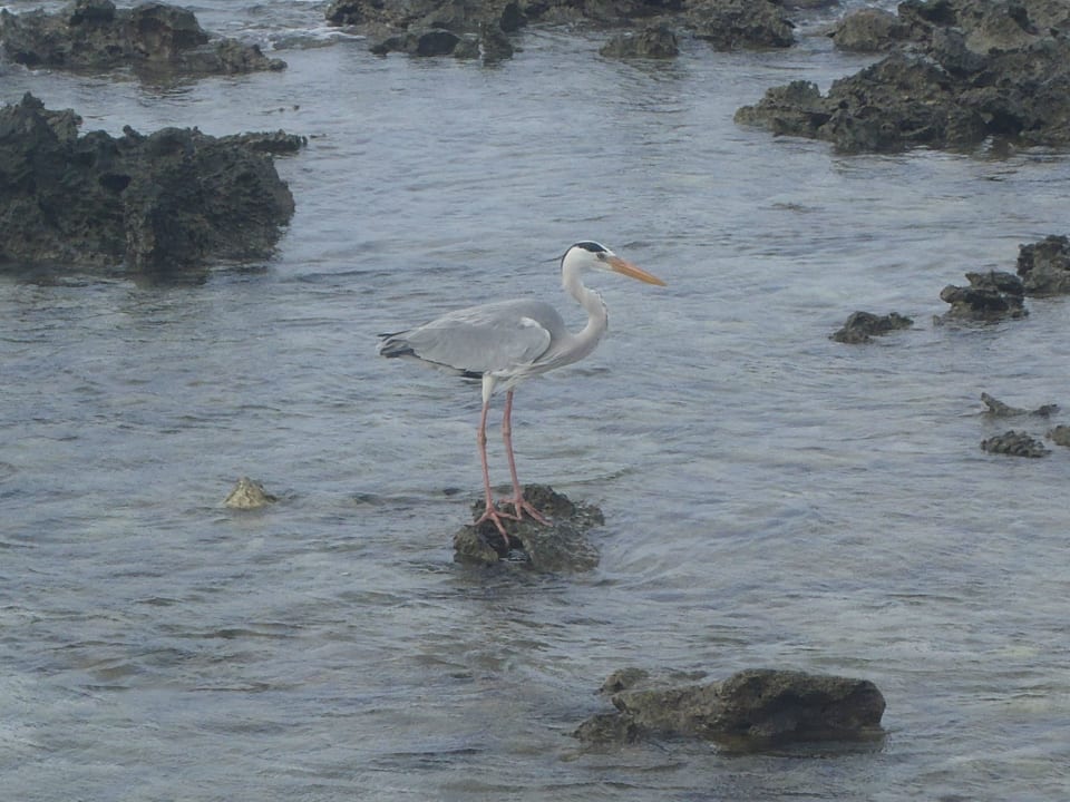 Unterwasserwelt Cinnamon Dhonveli Maldives