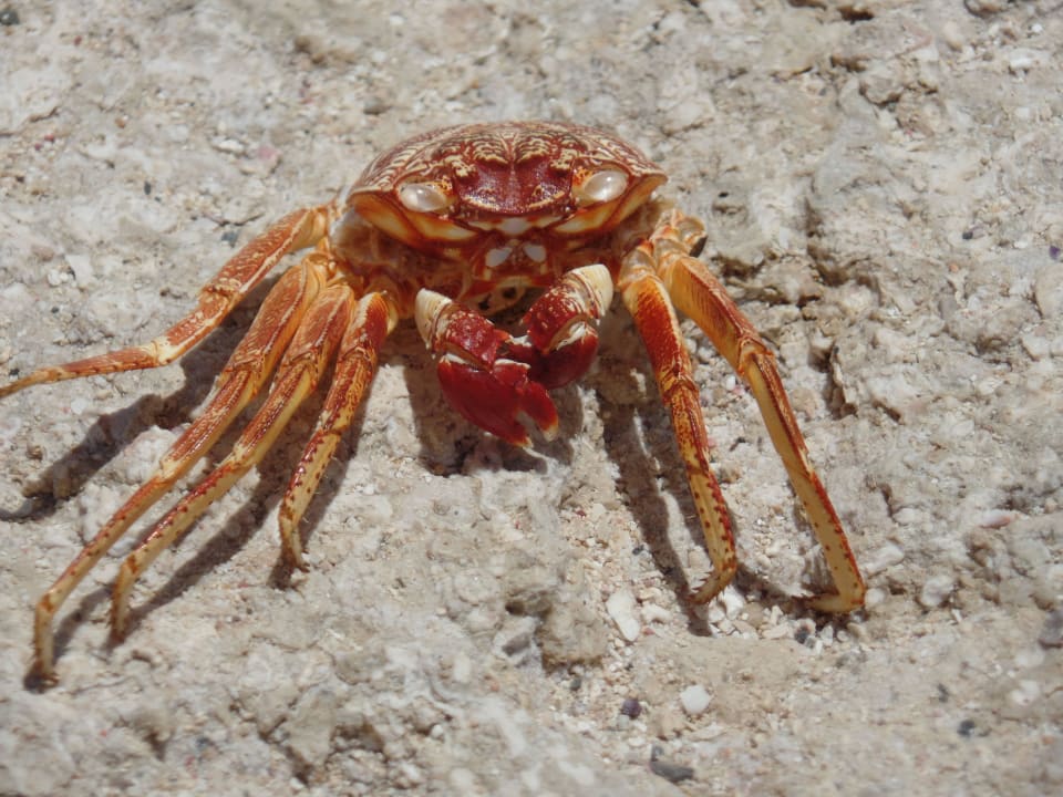 Ein Krebs der sich gehäutet hat. Steigenberger Coraya Beach - Adults only