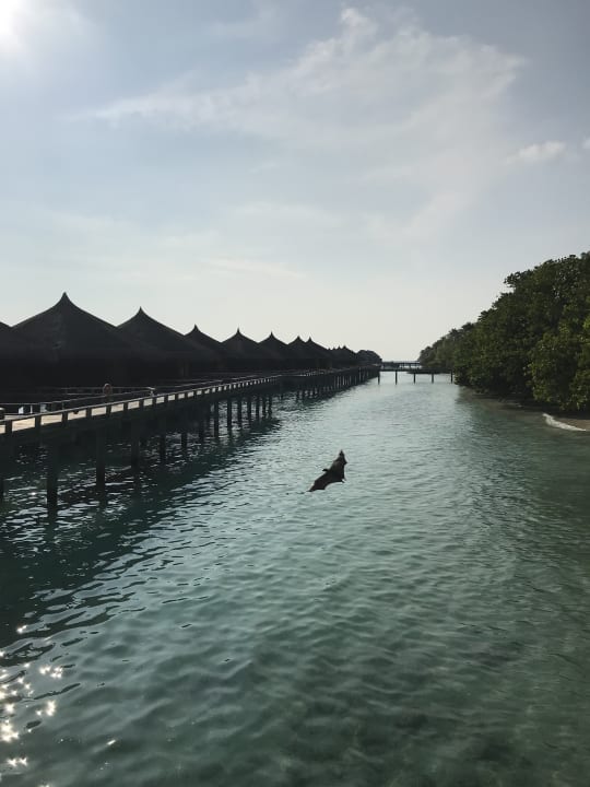 Außenansicht Kuramathi Maldives