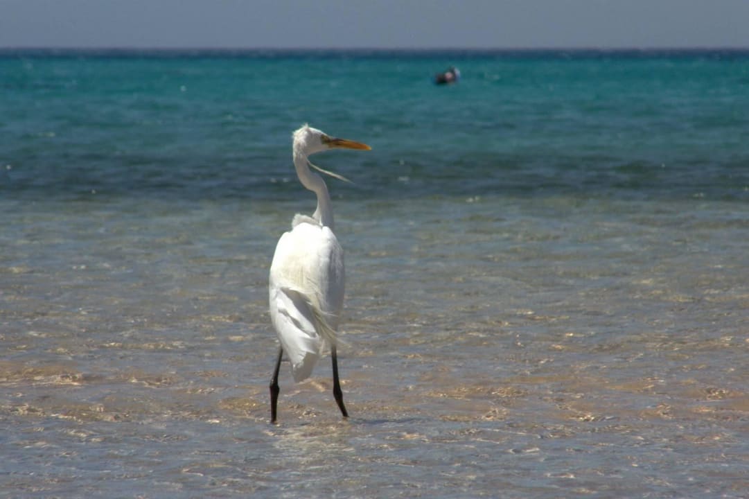 Albino-Fischreiher Hotel Kempinski Soma Bay