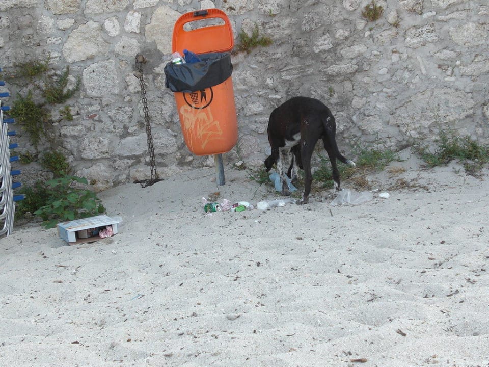 Ein Hund im Müllparadies Ammon Zeus Luxury Beach Hotel