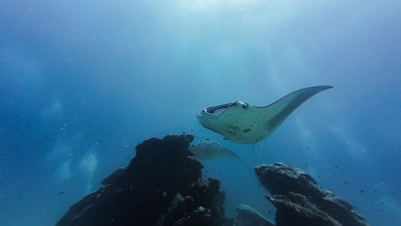 Sport & Freizeit Vilamendhoo Island Resort & Spa