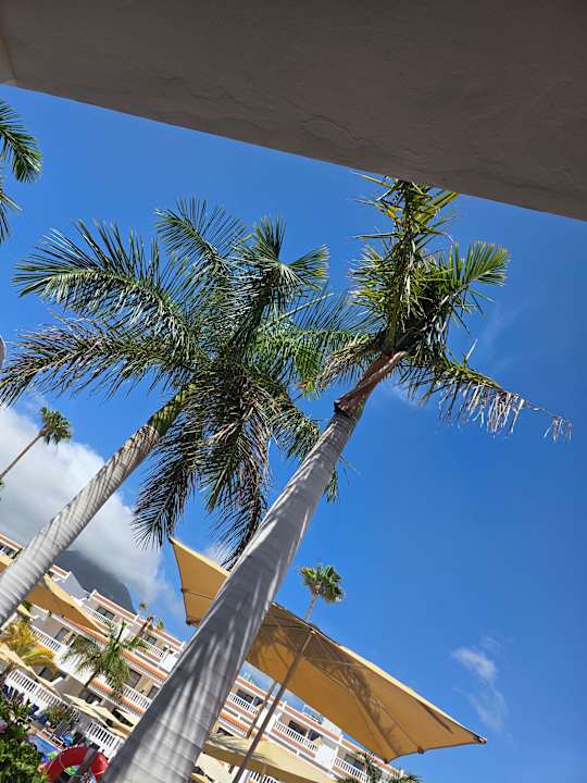 Gartenanlage allsun Hotel Los Hibiscos