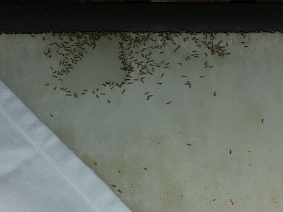 Ameisen auf dem Brotschneidebrett Khaolak Laguna Resort