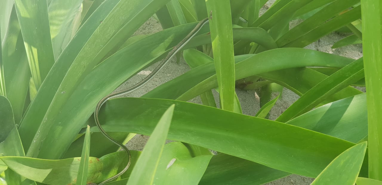 Gartenanlage Akumal Bay Beach & Wellness Resort