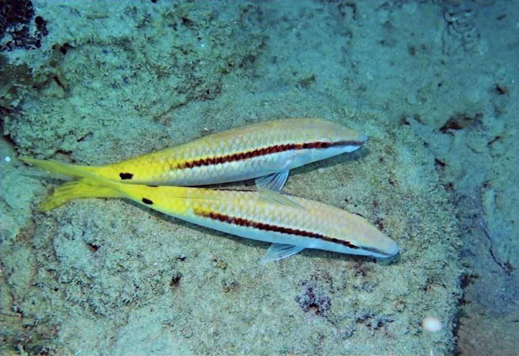 Sonstiges Brayka Bay Resort