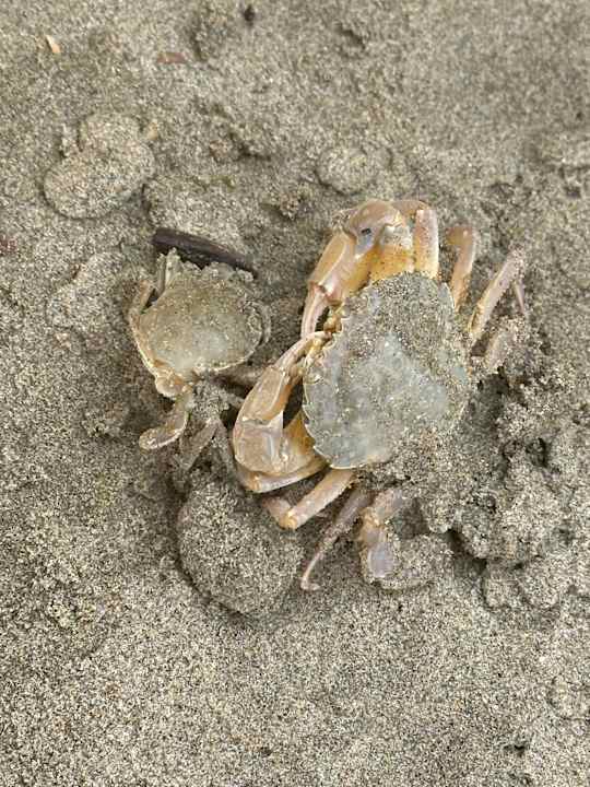 Strand Sentido Riccione Premium Camp