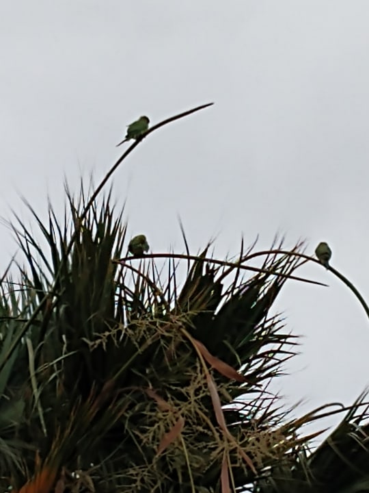 Sonstiges Relaxia Olivina