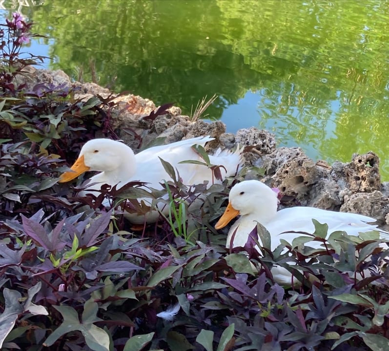 Gartenanlage Megasaray Resort Side