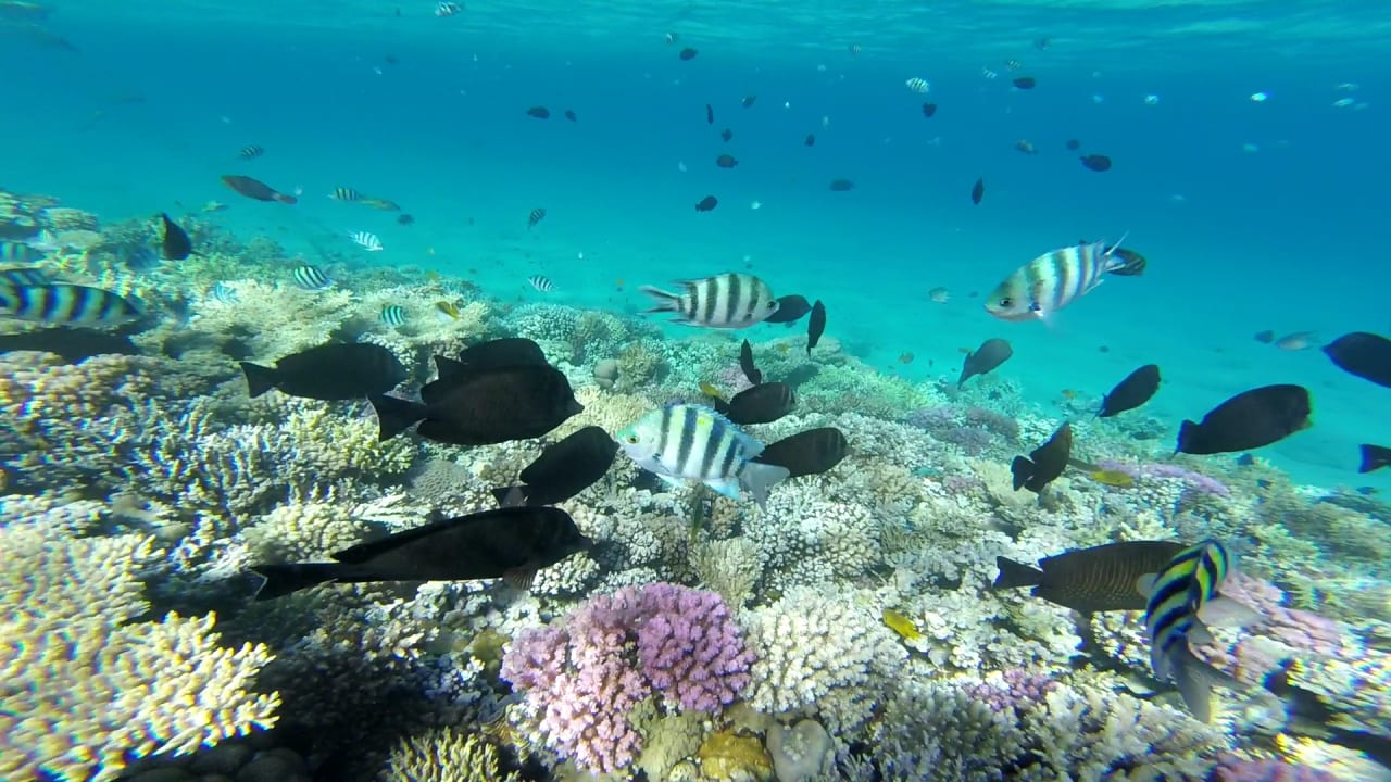 Strand Jaz Makadi Blue - TUI BLUE Makadi - Adults Friendly 16 Years Plus