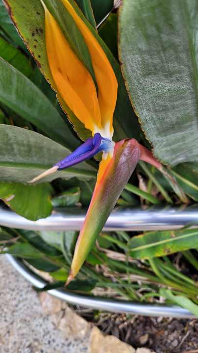 Gartenanlage R2 Lago Playa Park