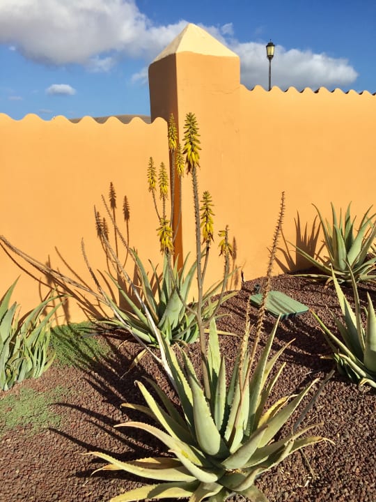 Gartenanlage Bakour Fuerteventura La Pared