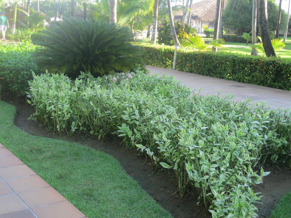 Weg zum Strand Grand Sirenis Punta Cana Resort & Aquagames