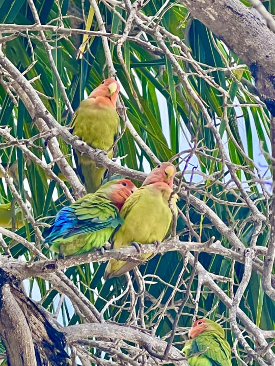 Gartenanlage Adaaran Select Meedhupparu Island Resort - Premium All Inclusive