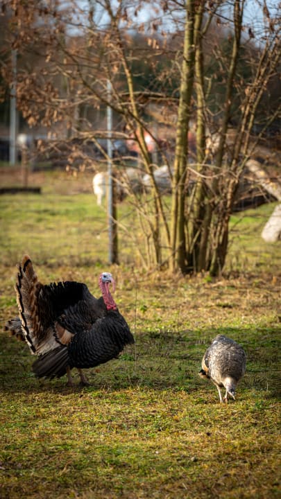 Sonstiges See- und Waldresort Gröbern