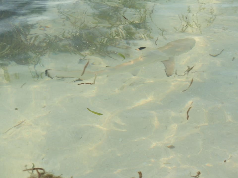 Kleiner Hai Kuredu Island Resort & Spa