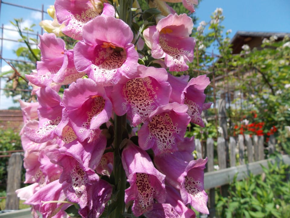 Gartenanlage Ferienhof - Bauernhof Hefele