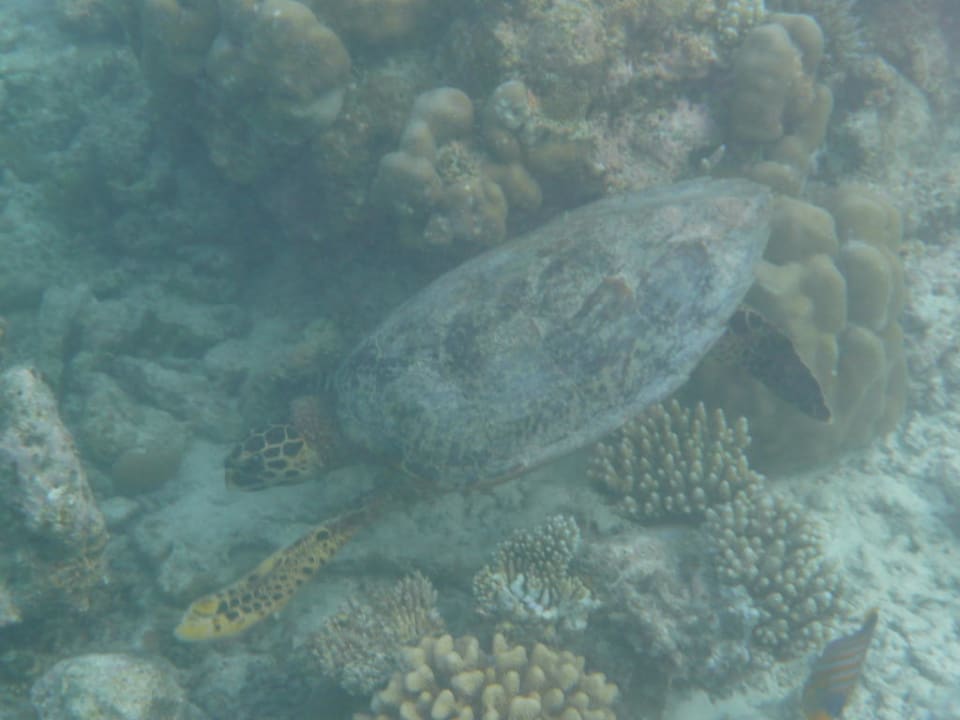 Schildkröte Fihalhohi Maldives