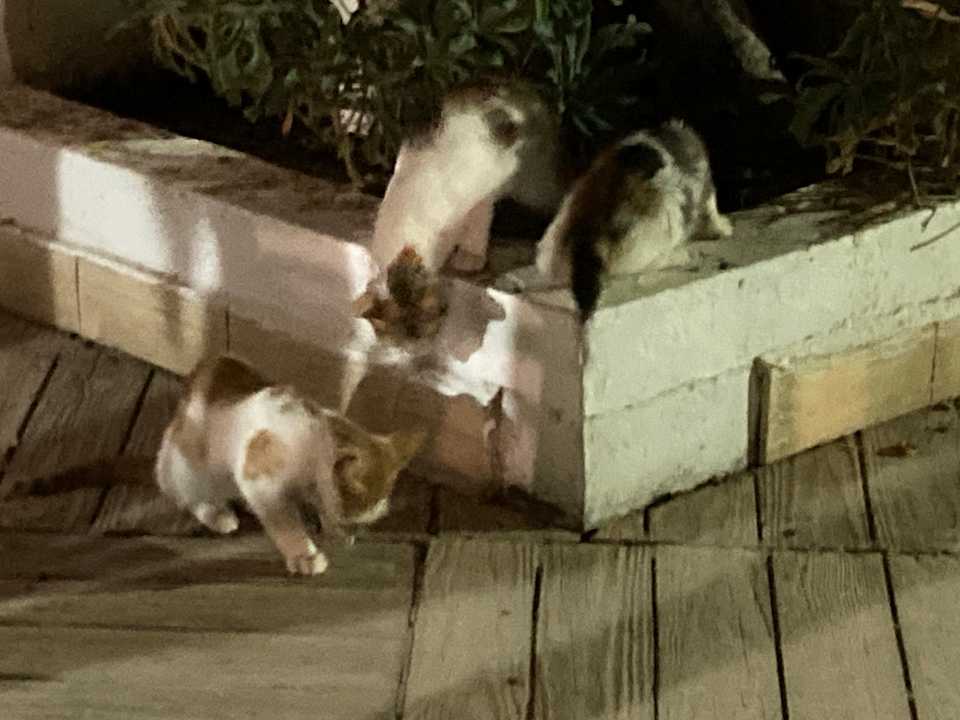 Gastro Hotel Seabel Rym Beach Djerba