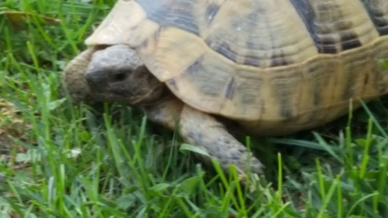 Schildkröte in der Anlage  Hotel Gardenia Beach