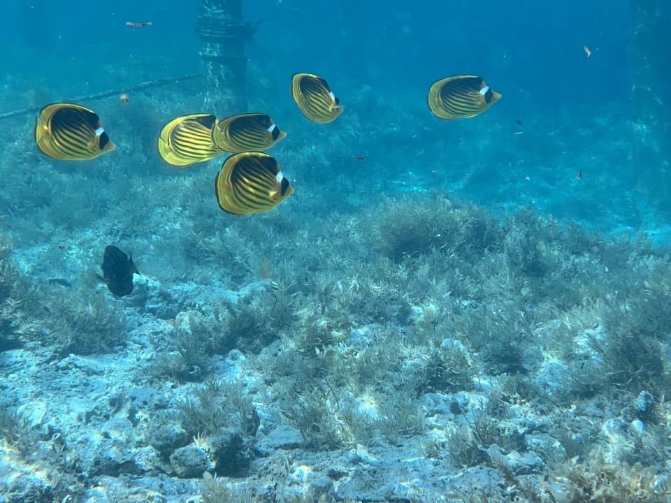 Strand Lazuli Hotel Marsa Alam