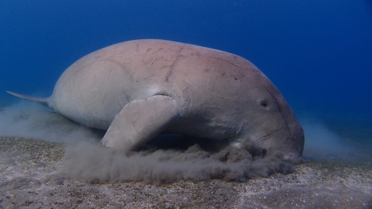 Sport & Freizeit Shams Alam Beach Resort