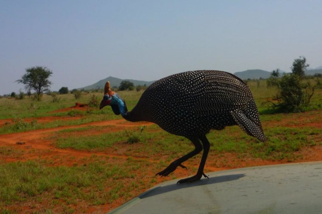 Perlhühner wollen auch mal Auto fahren Salt Lick Safari Lodge
