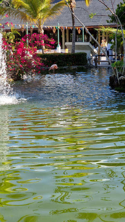 Gartenanlage Iberostar Selection Coral Bávaro