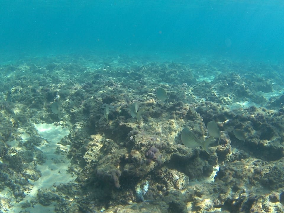 Strand Calimera Sirens Beach