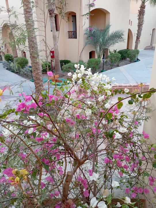 Sonstiges Steigenberger Coraya Beach - Adults only