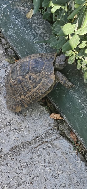 Gartenanlage Labranda Alantur Resort